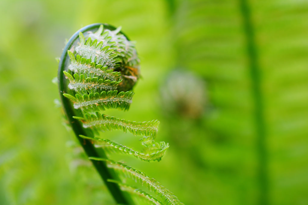 Young fern unfolding at the Spring Equinox